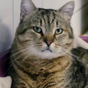 Varek – Mâle, né le 1/12/2019