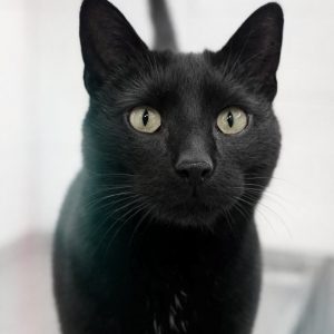 !SOS FIV+! Henry, né le 01/01/18