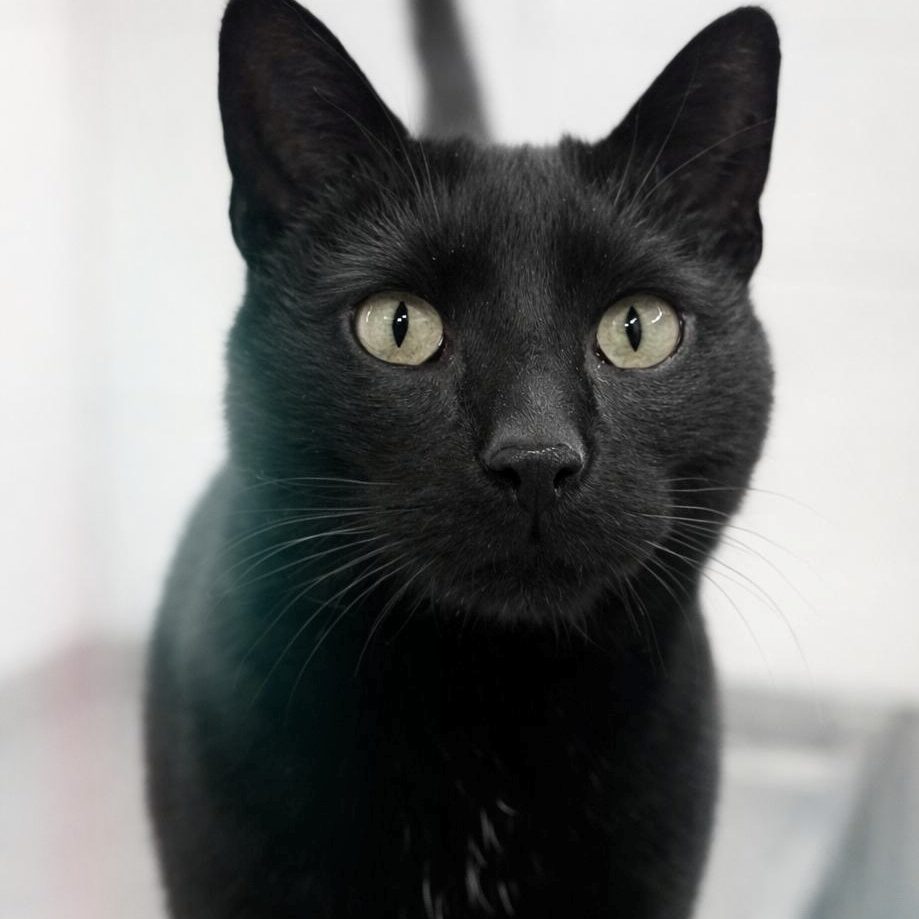 !SOS FIV+! Henry, né le 01/01/18