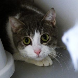 Phantom – Mâle, né le 1/11/2023