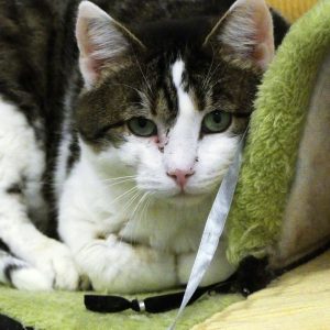 !SOS 7mois de refuge + FIV+! Cork – Mâle, né le 01/05/2018