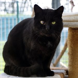 Carbone – Mâle, né le 1/6/2021