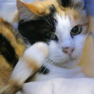 !SOS Sénior! Bugatini – Femelle, 10 ans