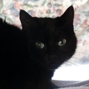 Padma – Femelle, née le 01/01/24