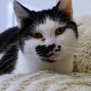 Oui-Oui – Femelle, née le 1/5/2023