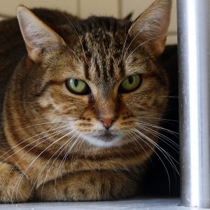 Clawdine – Femelle, née le 01/05/2024