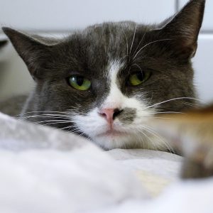 Catnip – Femelle, née le 01/05/2024