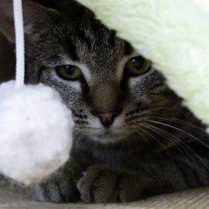 Likkle – Femelle, née le 1/5/2025