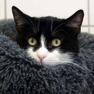 Sanka – Mâle, né le 1/10/2023