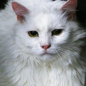 !SOS FIV+! Stockholm – Né le 01/07/21