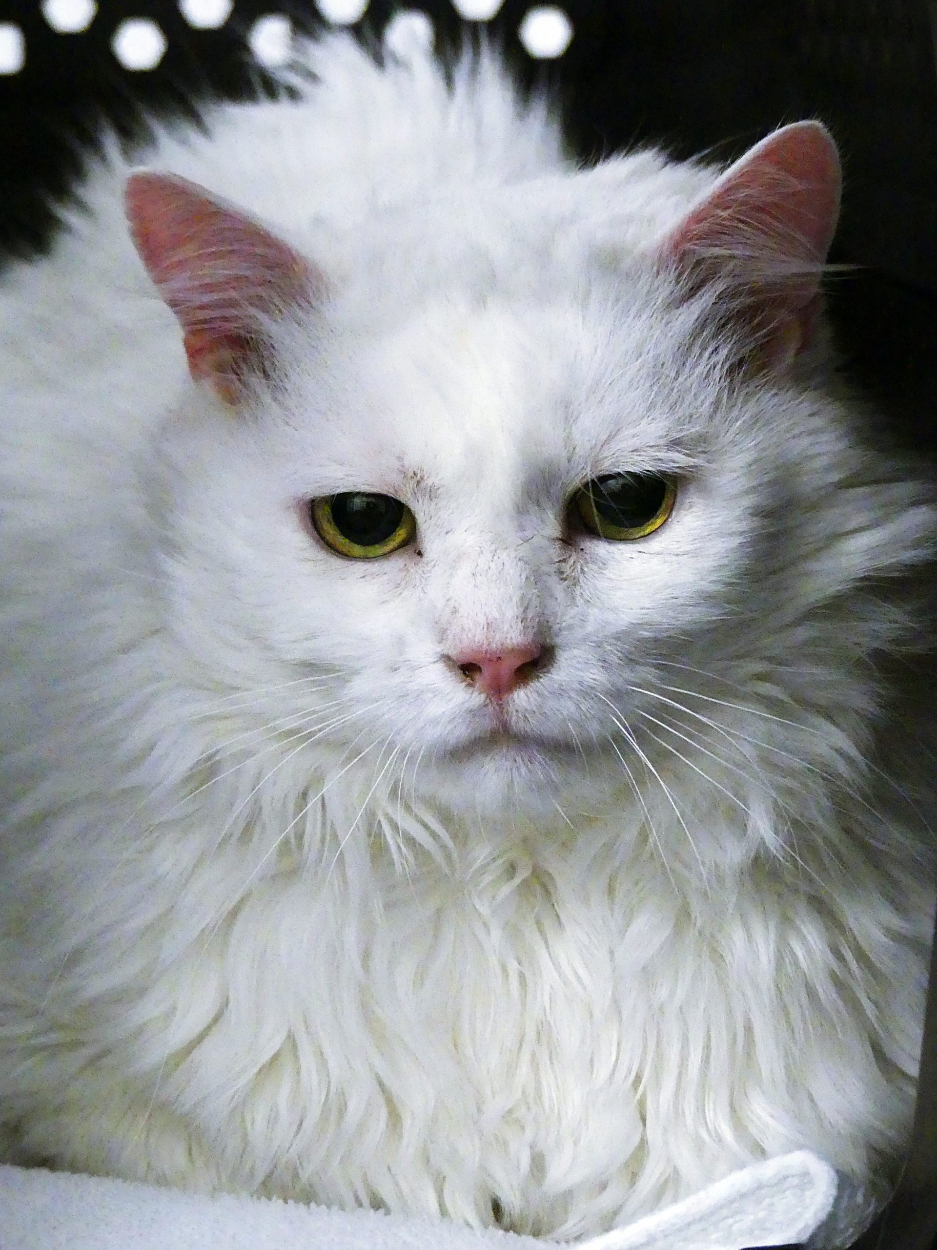 !SOS FIV+! Stockholm – Né le 01/07/21