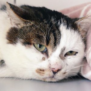 !SOS Senior! Obi – Mâle, né le 1/1/2016 – FIV+