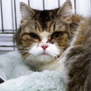 Lily-Rose – Femelle, née le 01/02/22