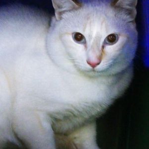 Alucard – Mâle, né le 16/04/25 – Possible adoption trio avec Nymeria et Opaline