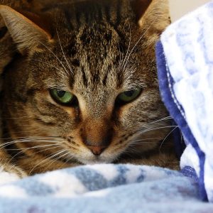 Faramir – Mâle, né le 01/05/2023