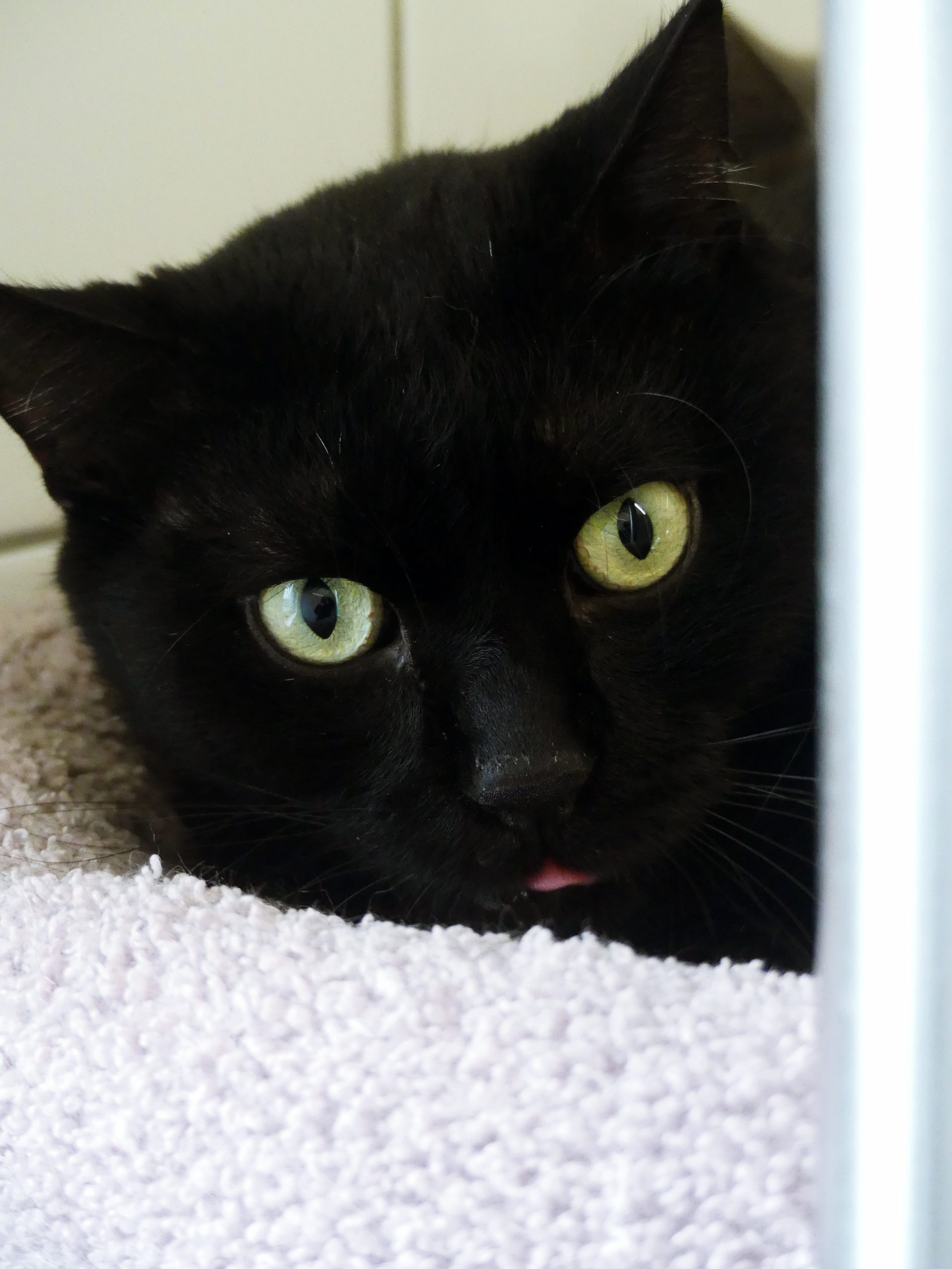 !SOS – Senior + multi-traumatisé – Alsa – Mâle, né le 1/1/2019