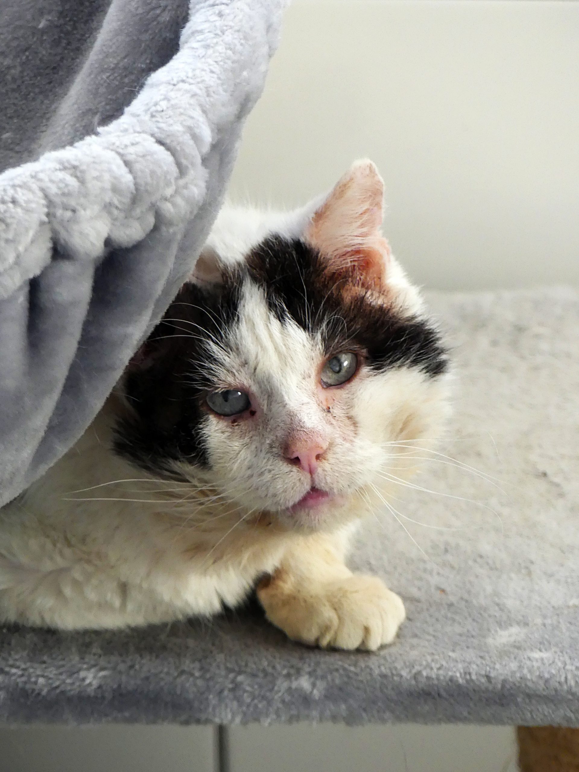 !SOS Sénior et FIV+! Bibou – Mâle, né le 01/01/2014