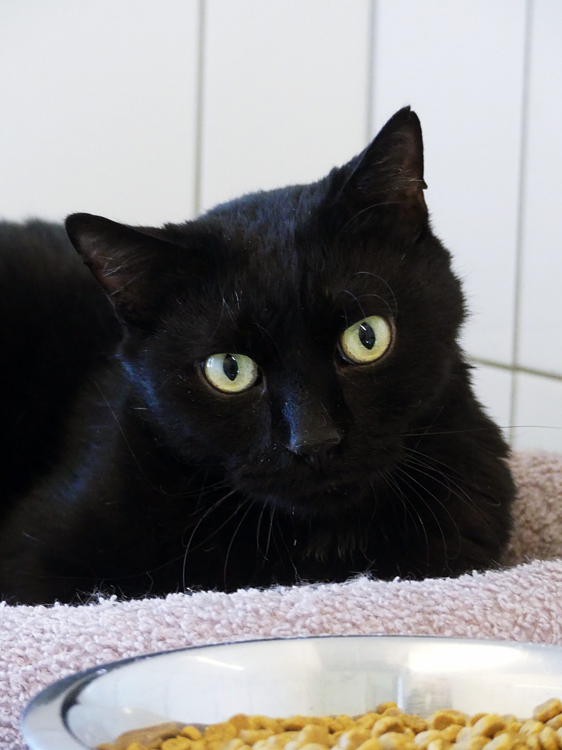 !SOS – Senior + multi-traumatisé – Alsa – Mâle, né le 1/1/2019