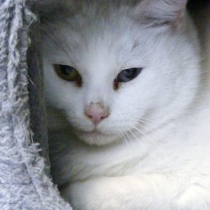 Vecna – Femelle, née le 01/05/18