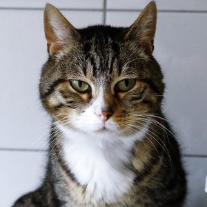 !SOS Insuffisance rénale! Alatar – Mâle, né le 1/1/2017