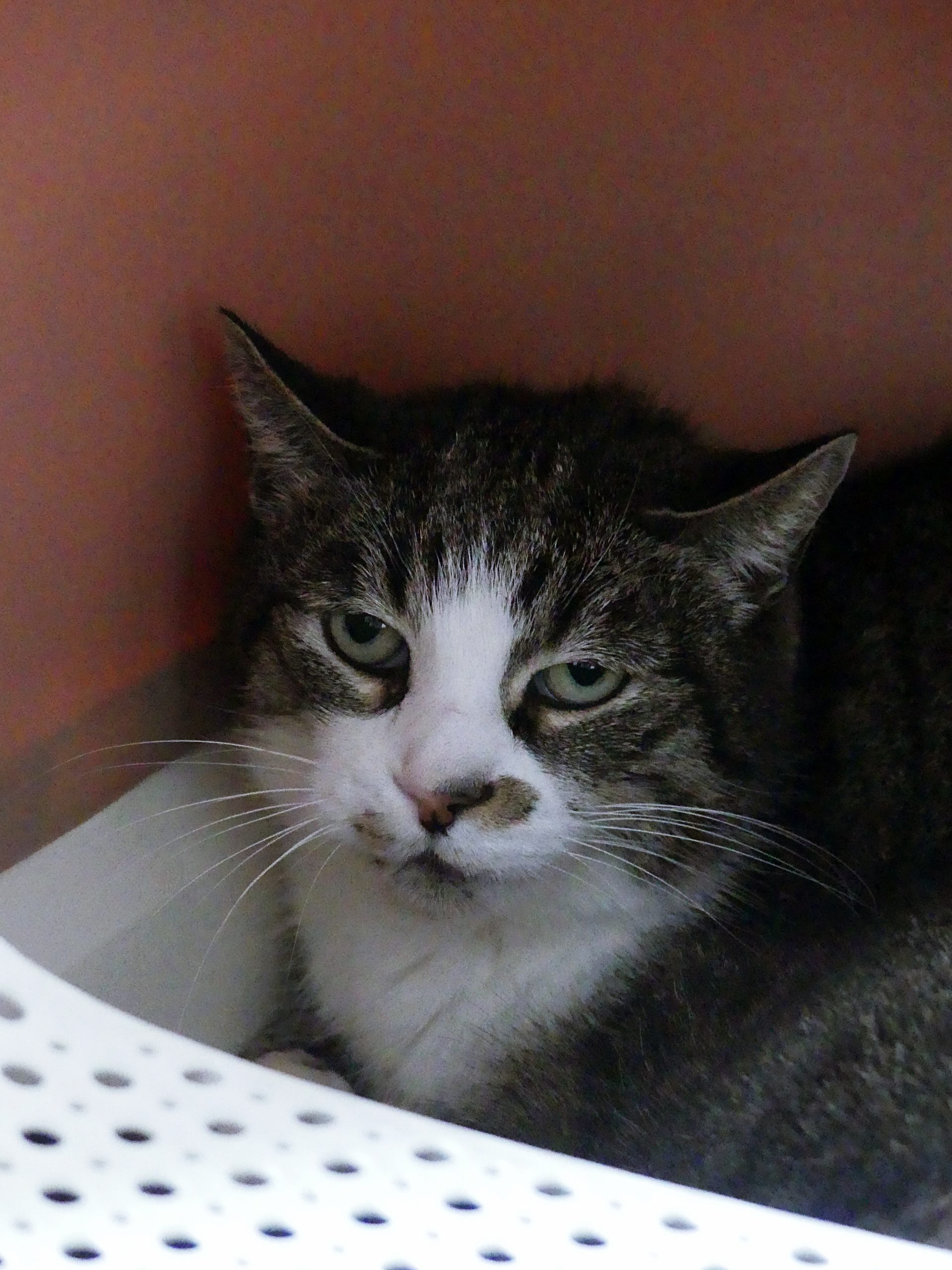 !Senior! Lachlann – Femelle, 11 ans