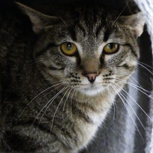 !SOS Instance de relâchage! Likkle – Femelle, née le 1/5/2025