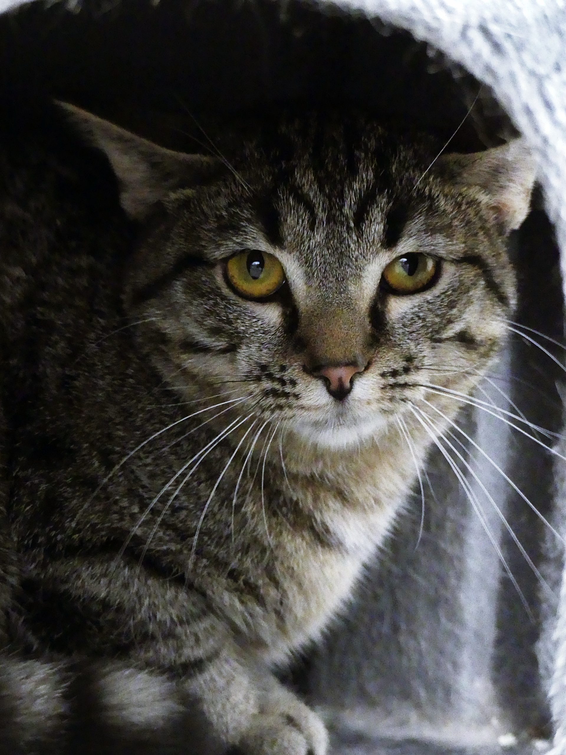 !SOS Instance de relâchage! Likkle – Femelle, née le 1/5/2025