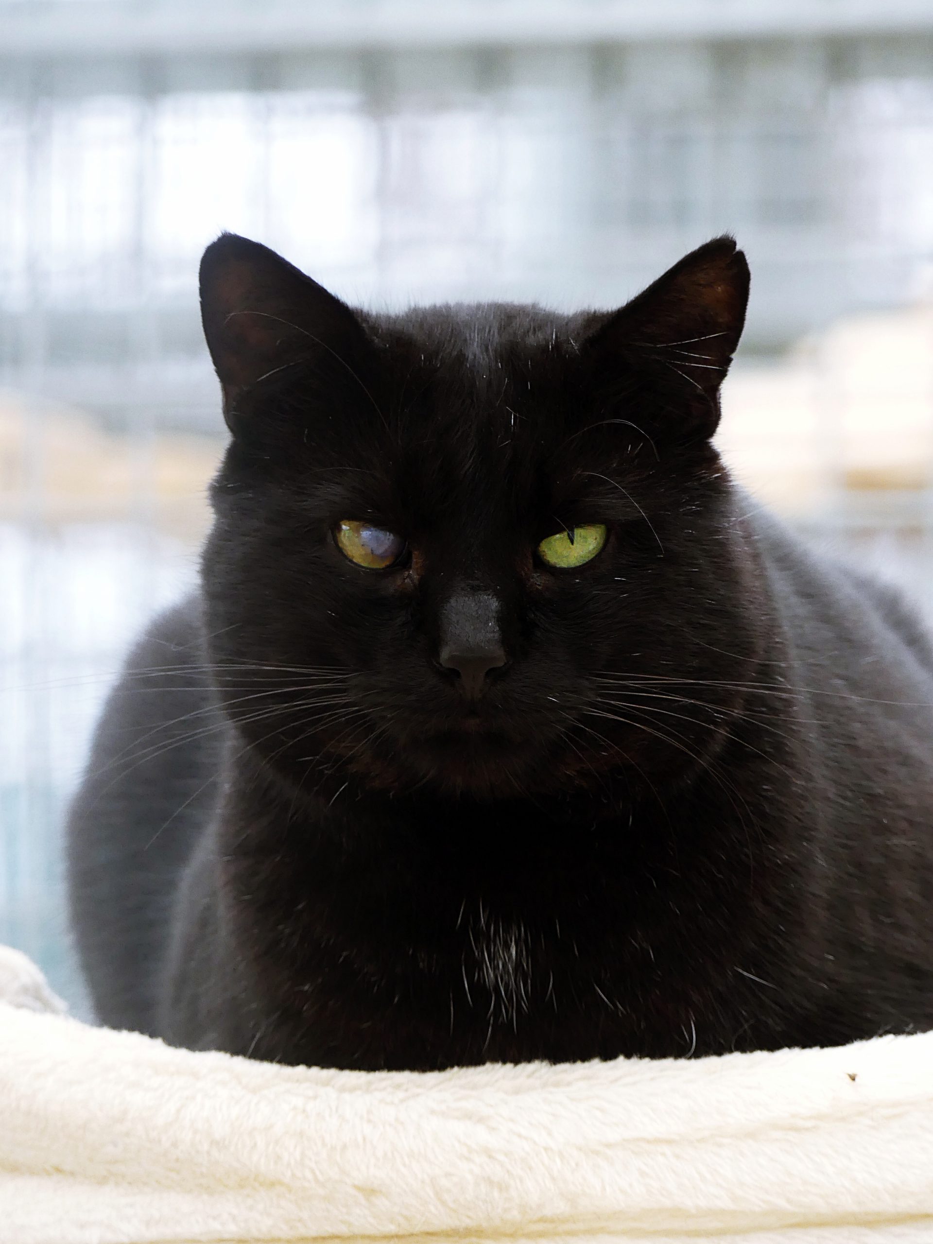 !SOS 8 mois de refuge! Carbone – Mâle, né le 1/6/2021