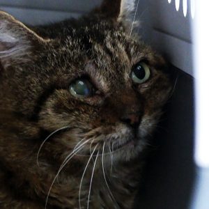 Vagabond – Mâle, né le 01/02/2018 – FIV+