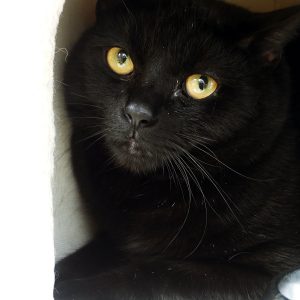 Onyx – Mâle, né le 05/04/23 – Adoption duo avec Odin