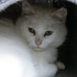 Vecna – Femelle, née le 01/05/2018