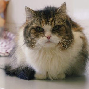 Lily-Rose – Femelle, née le 01/02/22