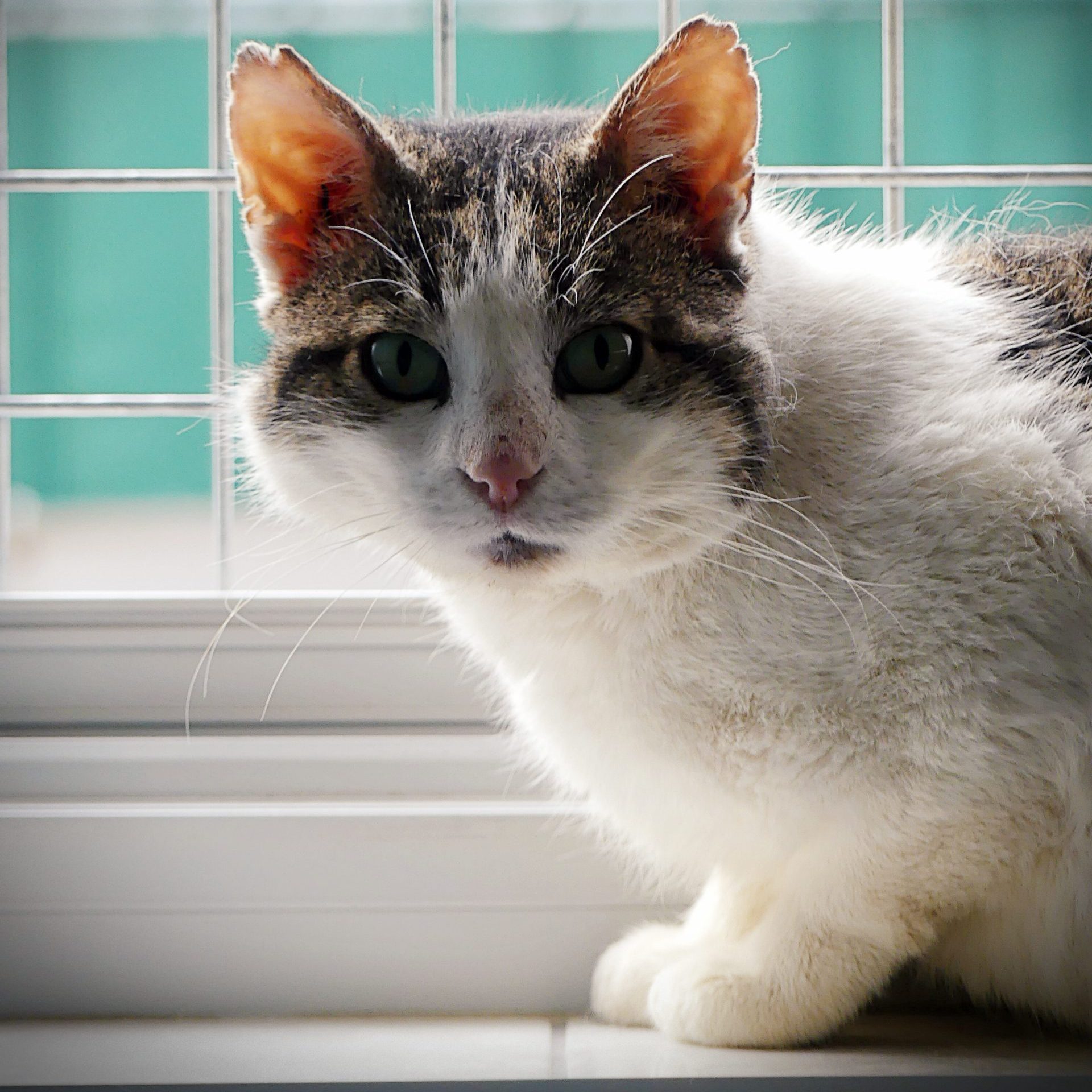 !SOS-Détresse émotionnelle! Vesemir – Mâle, né le 01/02/20 – FIV+