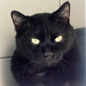 !SOS – Senior + multi-traumatisé – Alsa – Mâle, né le 1/1/2019