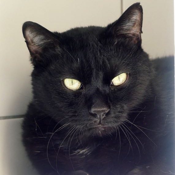 !SOS – Senior + multi-traumatisé – Alsa – Mâle, né le 1/1/2019