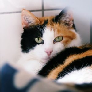 !SOS Sénior! Bugatini – Femelle, 10 ans