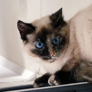 Cousette – Femelle, née le 26/2/2025