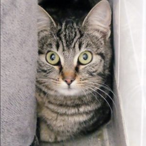 Layette – Femelle, née le 1/8/2025