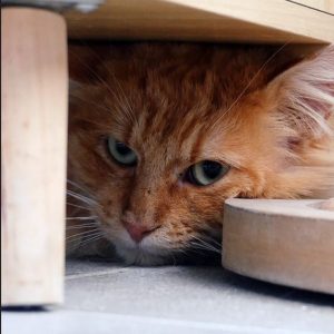 Manfred – Mâle, né le 1/2/2024