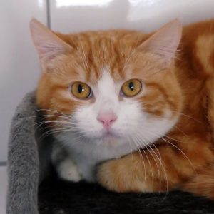 Robin – Mâle, né le 01/04/2025