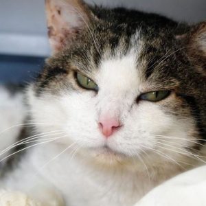 Vesemir – Mâle, né le 01/02/20 – FIV+