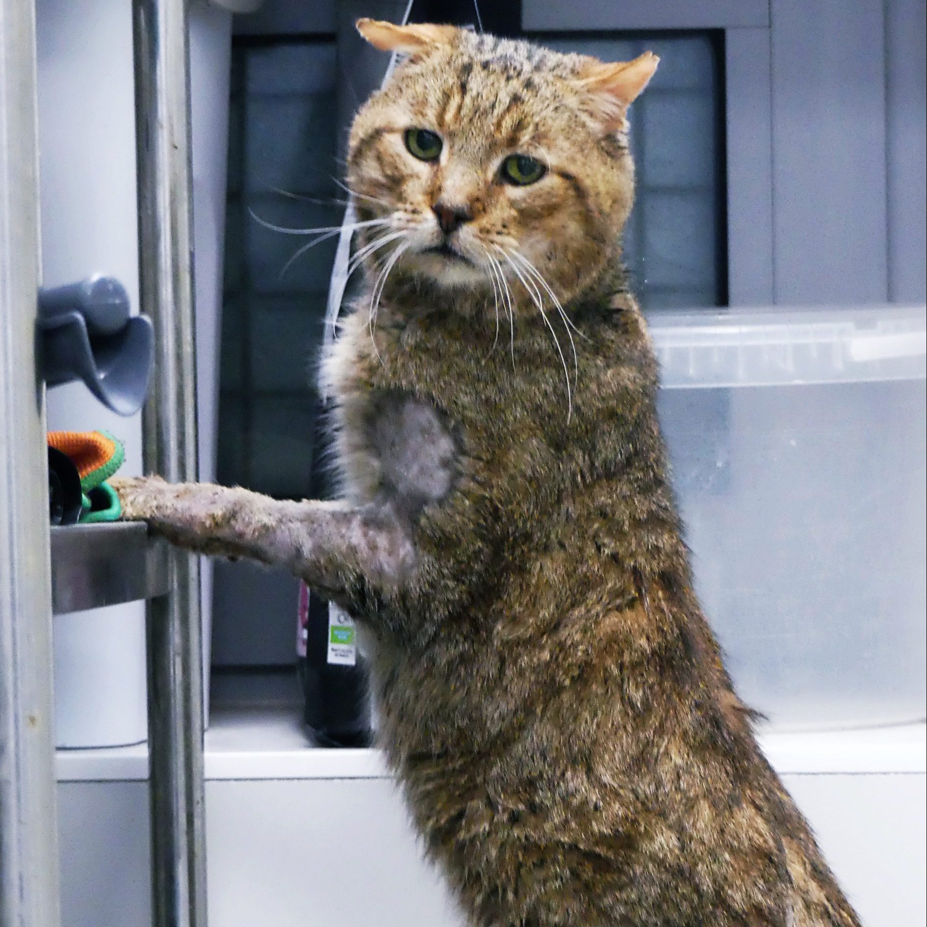 !SOS Senior et FIV+ – Napoléon – Mâle, né le 1/3/2018