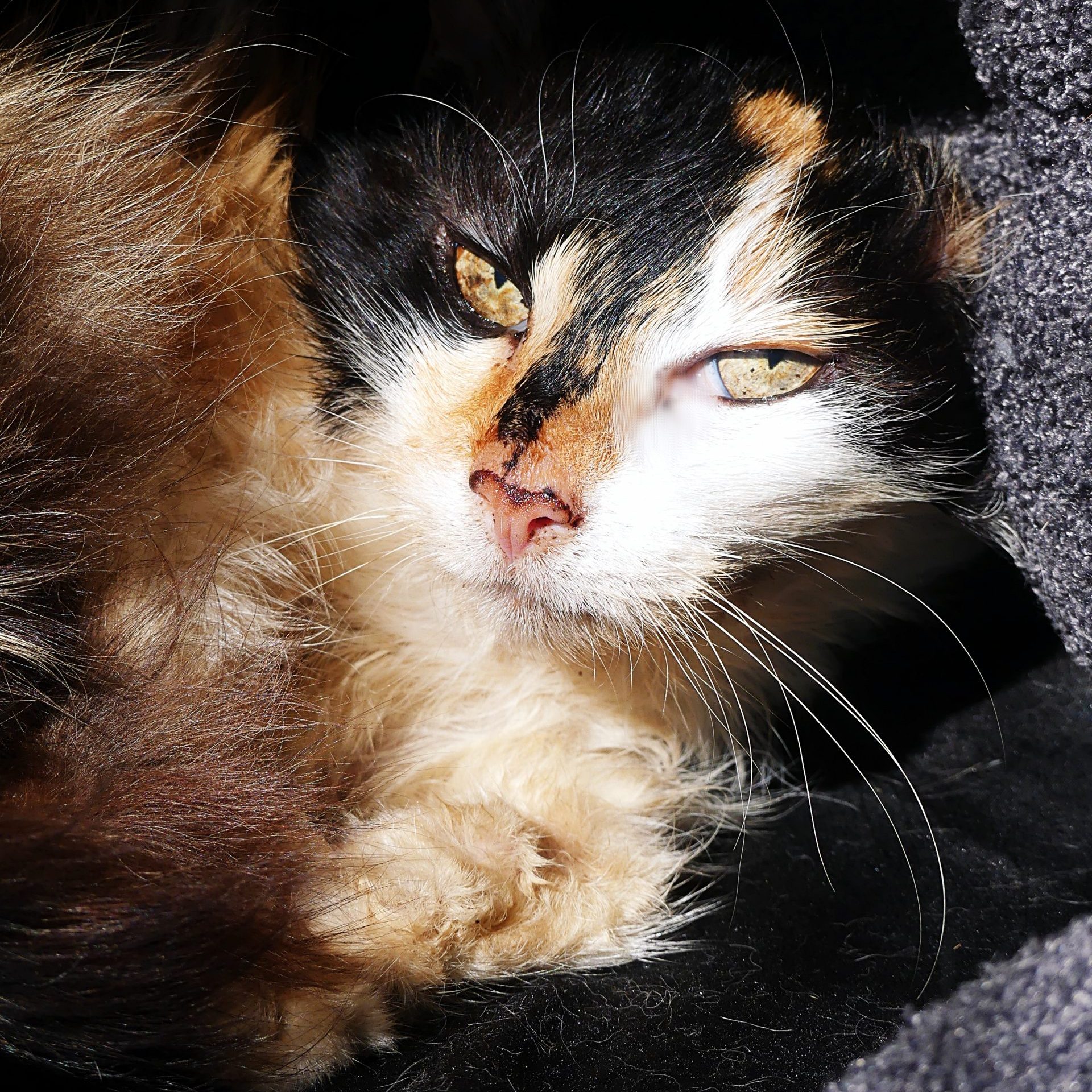 !SOS – Senior! Gladys – Femelle, ,née le 1/4/2017