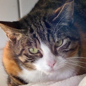 Suzon – Femelle, née le 20/06/2021