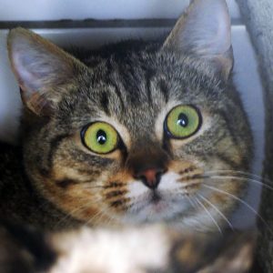 Enzo – Mâle, né le 1/3/2025