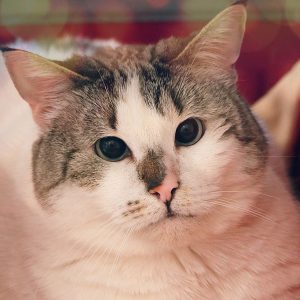 Siera – Femelle, née le 1/9/2021