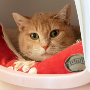 Drusilla – Femelle, née le 16/02/21