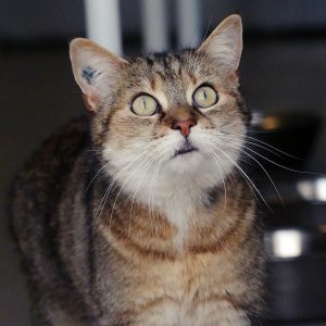 Indee – Femelle, née le 24/9/2013