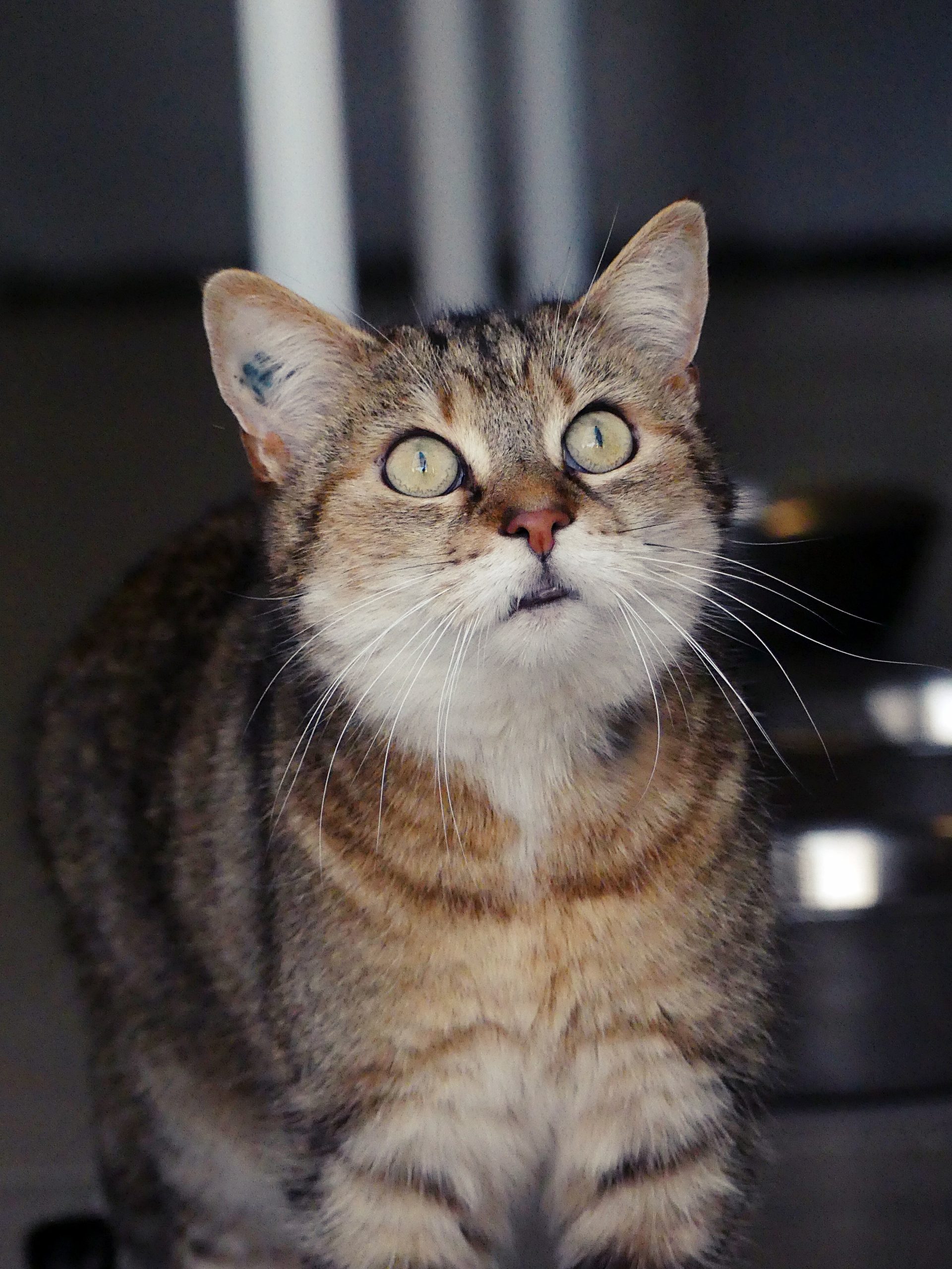 !SOS Sénior! Indee – Femelle, née le 24/9/2013