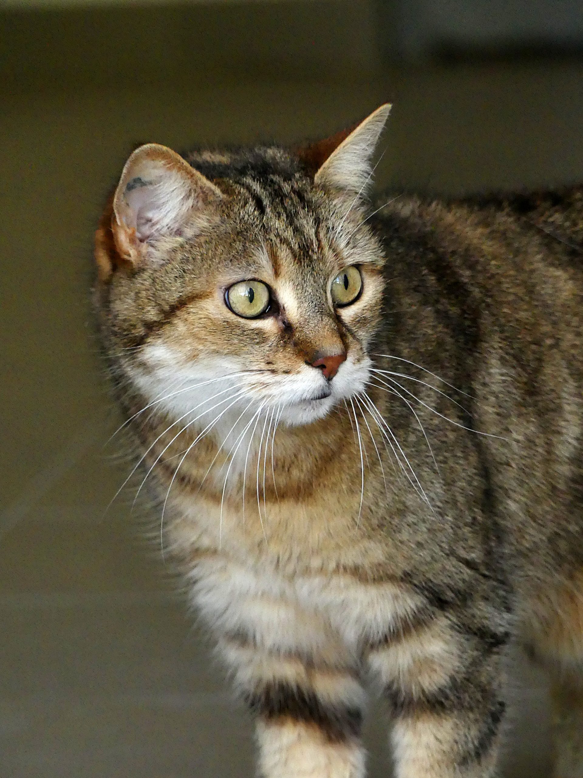 !SOS Sénior! Indee – Femelle, née le 24/9/2013